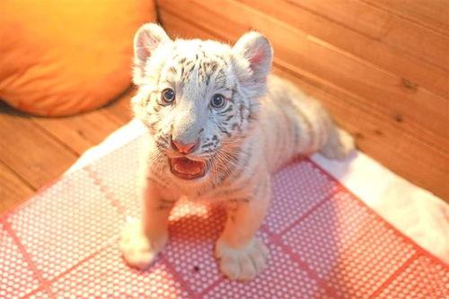 网红动物怎么样了,从网络红人到现实生活