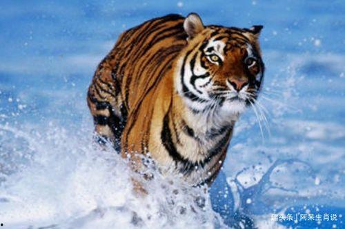 老虎手指猜明星,老虎手指猜明星，谁是隐藏的明星达人？