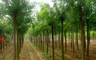 洋县槐树关头条新闻,千年古槐见证历史变迁，传承文化底蕴