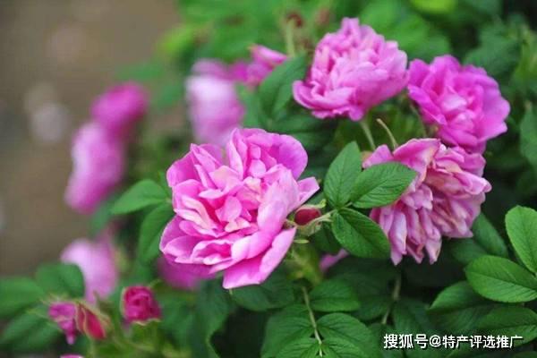 平阴玫瑰今日头条,探寻玫瑰之乡的独特魅力