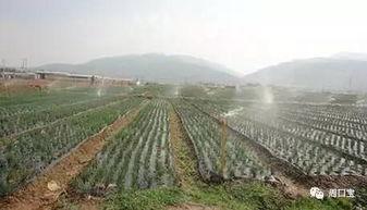 河南太康板桥镇新闻头条,聚焦乡村振兴，打造美丽乡村新典范