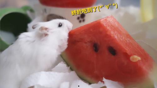 老鼠吃梨瓜,一场奇妙的味蕾之旅