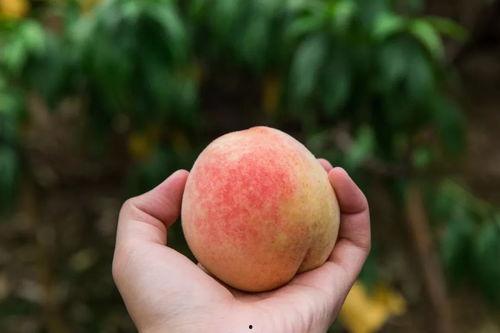 吃瓜文案桃桃,揭秘娱乐圈那些事儿