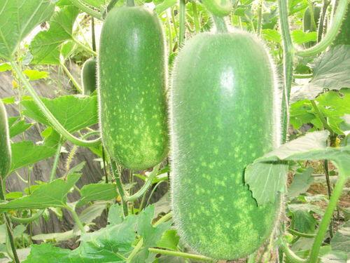 下则通村吃瓜,夏日里的乡村欢乐时光