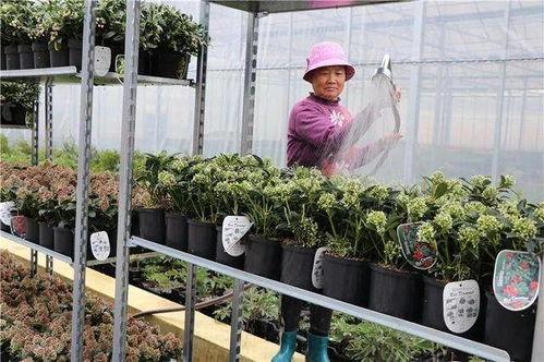 网红鲜切花,引领花卉潮流的新宠儿