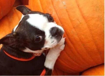 幼犬可以吃洋瓜吗,洋瓜是否适合幼犬食用？