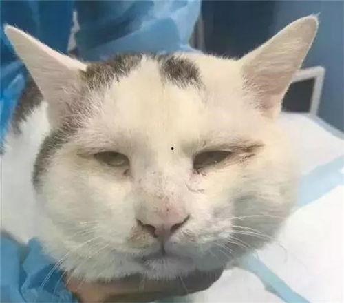 网红铁头猫,网络红人的崛起与影响力