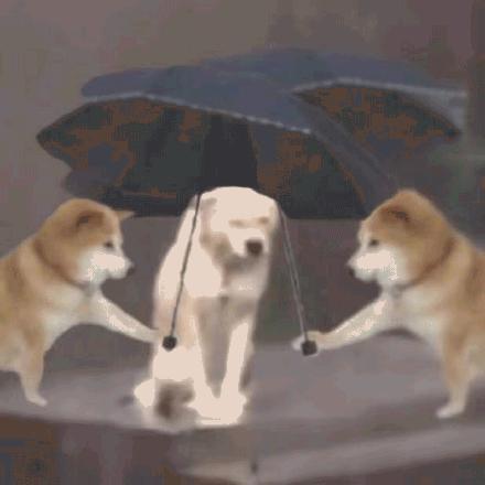 吃瓜小狗表情包可爱