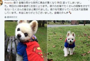 ins韩国网红狗去世