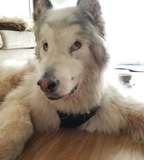 女网红狗什么意思,揭秘女网红狗背后的故事与影响力